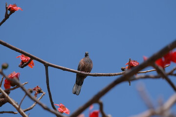 birdie on branch