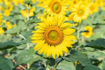Obraz premium sunflower in the field