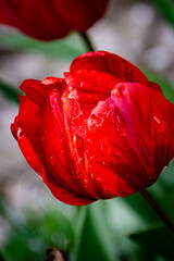 the blooming tulip in the rain
