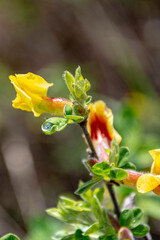 the blooming bush in the rain