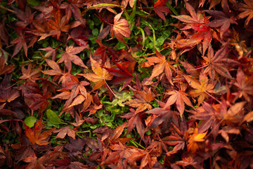 autumn leaves background