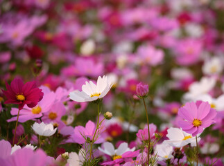 different shades of pink