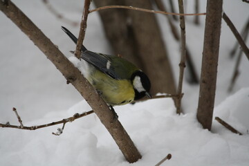 Bird titmouse on a branch in winter
