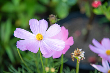 Fototapeta premium Cosmos flowers in the garden