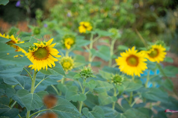 Fototapeta premium Close up of Sunflower in the garden.