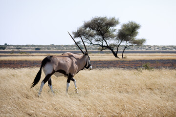 Gemsbok (Oryx) walking through the grass in Botswana