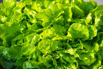 fresh lettuce leaves