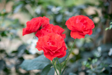Red rose close up in the garden