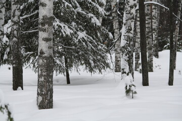 Snow covered trees in the forest in winter