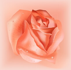 Realistic pink rose flower on light background. Vector.