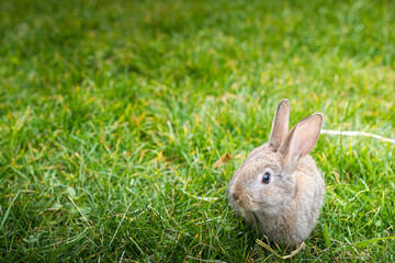 Cute brown Easter bunny in the green grass. Spring background, wallpaper with copy space.