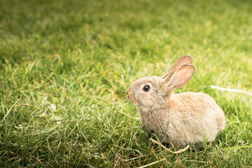 Cute brown Easter bunny in the green grass. Spring background, wallpaper with copy space. Vintage tones.