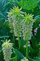 Close up of a flowering Eucomis bicolor in a garden border