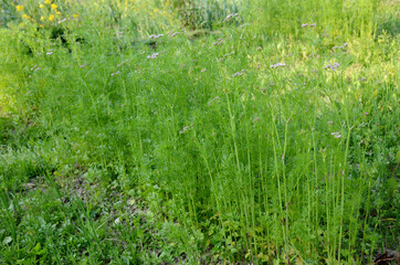 bunch the green ripe anise plants growing in the farm.