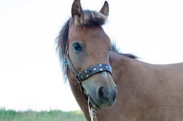 Fototapeta premium Skyrian small horse