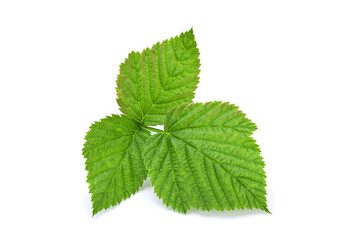 Raspberry leaf closeup isolated on white background
