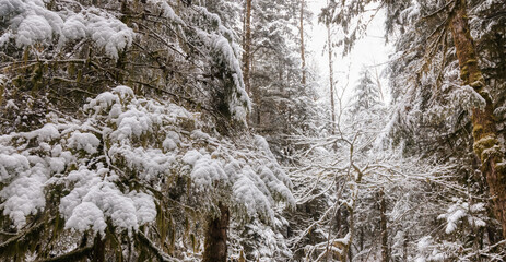 Beautiful Trees in the Rain Forest during winter morning. White Snow Covered. Taken in Squamish, North of Vancouver, British Columbia, Canada.