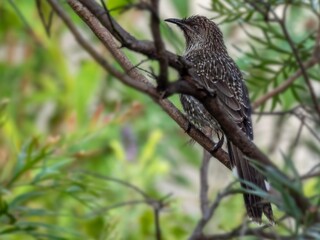  Diagonal Wattlebird