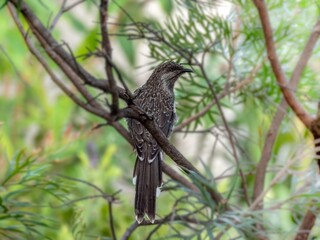 Wattlebird Alert Right