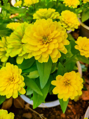 the beautiful flowers of the new year 2021