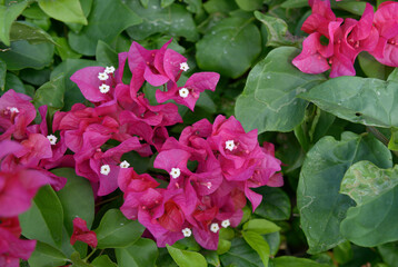 Bougainvillea flowers, Bitter End Yacht Club, Gorda Sound, Virgin Gorda, British Virgin Islands