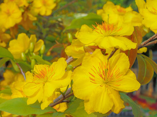 the beautiful flowers of the new year 2021