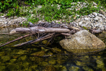 Fototapeta na wymiar An old broken tree washed up on the banks of a forest river in Thailand.