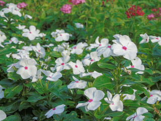 the beautiful flowers of the new year 2021