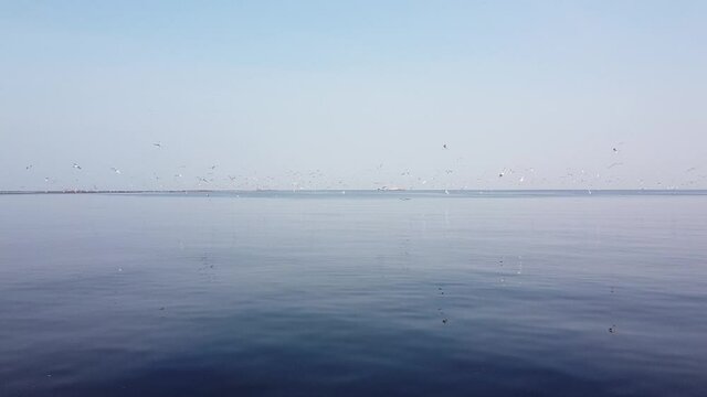 The terns gather and compete to eat fish. At this point the fish are weak due to the change between salt water and fresh water.