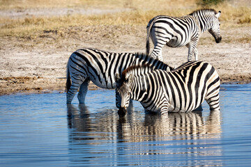 Fototapeta na wymiar Zebras drinking at a waterhole in Botswana