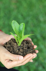 Closeup of cos vegetable sprout and soil in woman's hands with green garden background. Vertical view