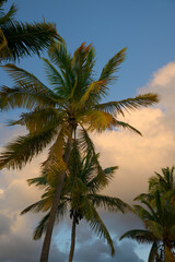 Obraz na płótnie Canvas Palm trees, Spanish Town, Virgin Gorda, British Virgin Islands