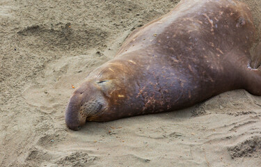 Obraz premium Elephant seal