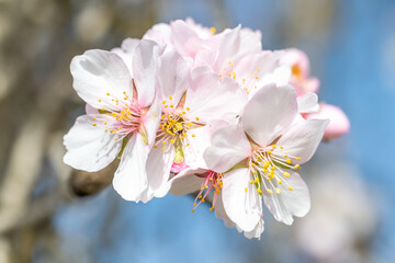Almond branch with pink flowers and bright yellow anthers