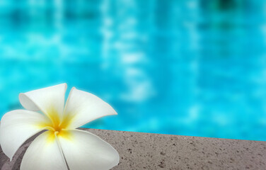 Fleur blanche de frangipanier sur rebord de piscine bleue  - obrazy, fototapety, plakaty