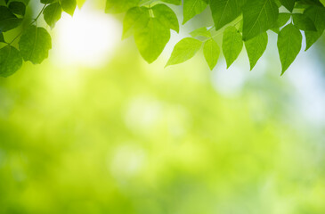 Nature of green leaf in garden at summer. Natural green leaves plants using as spring background cover page greenery environment ecology wallpaper