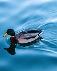 duck in pond