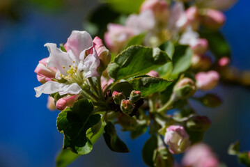 Selective focus photo. Blooming apple tree..