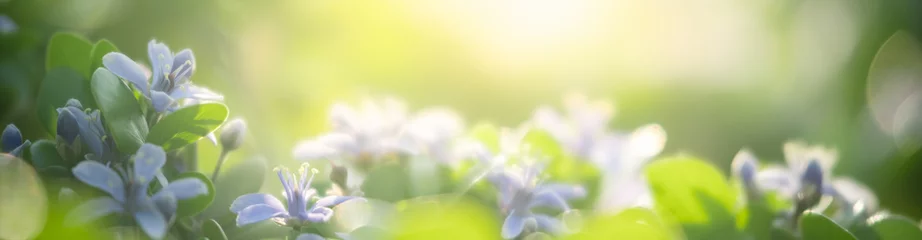  Nature of flower in garden using as cover page background natural flora wallpaper or template brochure landing page design © Fahkamram