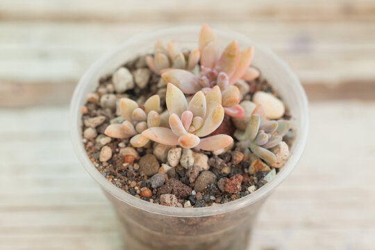 Succulent graptosedum francesco baldi on white background