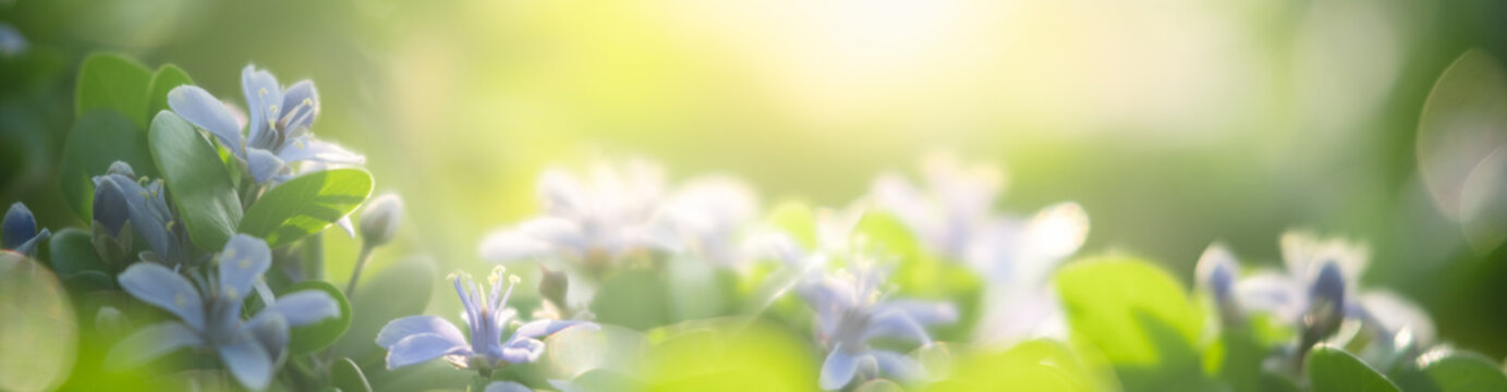 Nature of flower in garden using as cover page background natural flora wallpaper or template brochure landing page design