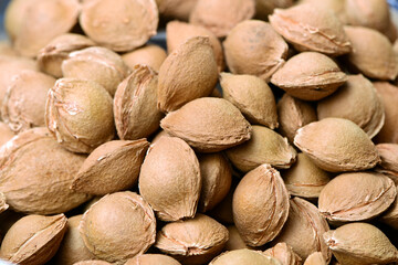 Dry apricot nut 