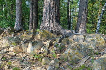 Pine trees grow on rocky ground. Concept of a summer forest in the mountains.