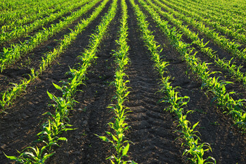 Young green corn plants growing on the field.