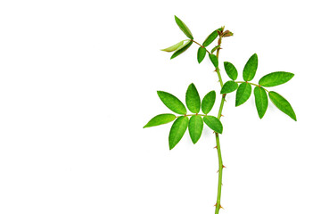 Green leaves of rose on white background