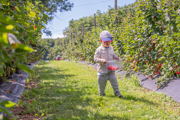 Child in the garden. One Asian boy walking with a basket of fruit. Self picking on a farm in a sunny day. Vevey, Switzerland. Red currant berries. Ribes rubrum.