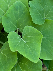 green leaf background