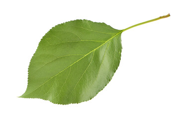 ripe apricot leaves isolated on white background