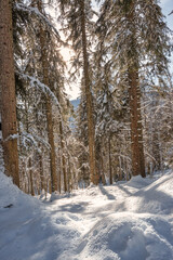 sapins du jura sous la neige