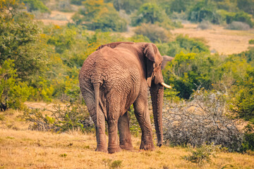 Fototapeta na wymiar African elephant walking lonely in the Amakhala Game Reserve in south africa